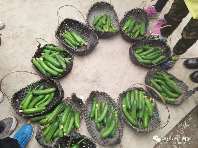 【圍觀】福建小記者走進農(nóng)場體驗農(nóng)耕樂趣