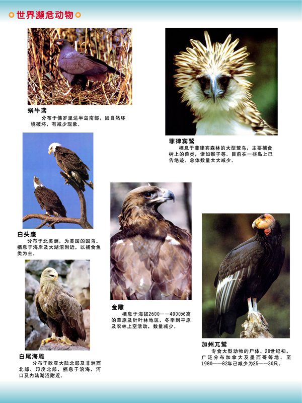 世界瀕危動物