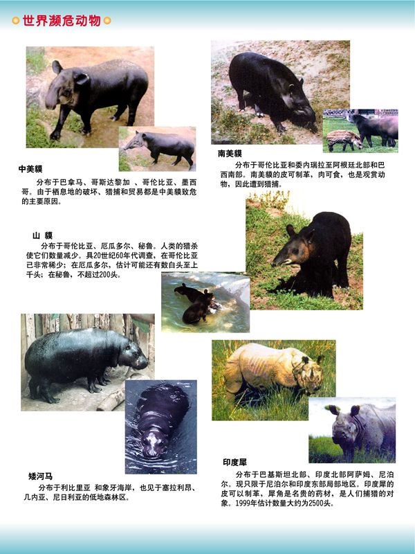 世界瀕危動物