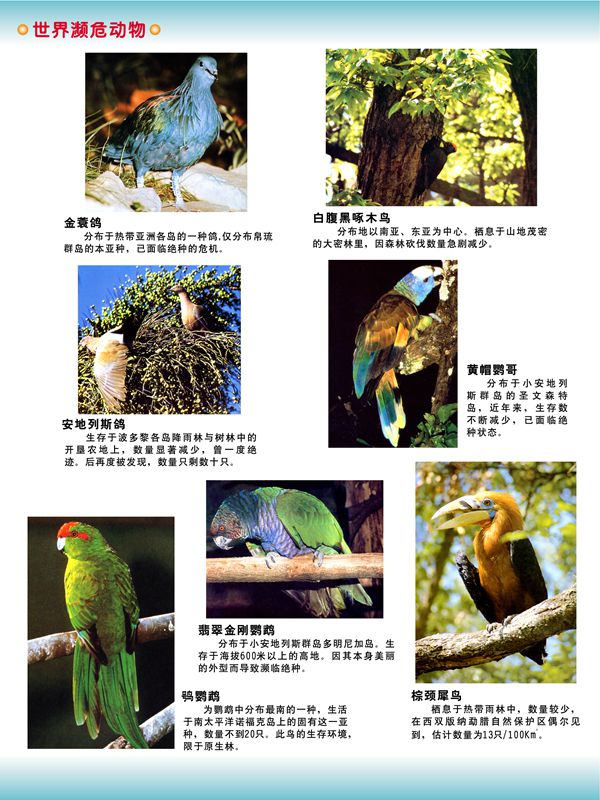 世界瀕危動物