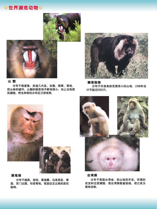 世界瀕危動物