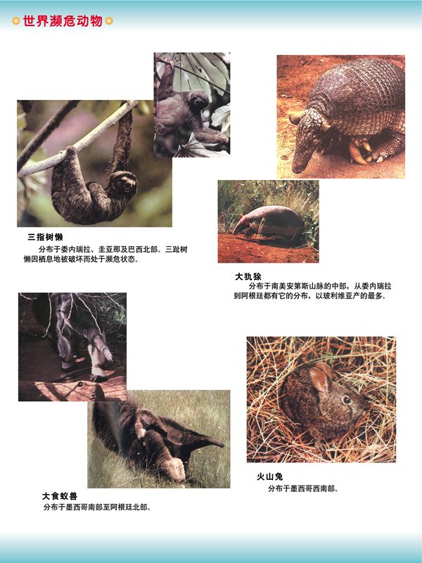 世界瀕危動物