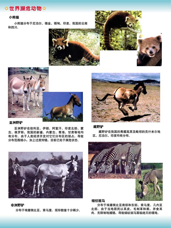 世界瀕危動物