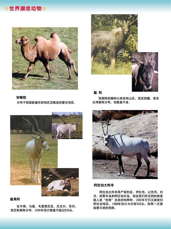 世界瀕危動物