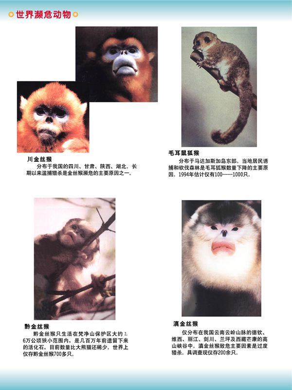 世界瀕危動物
