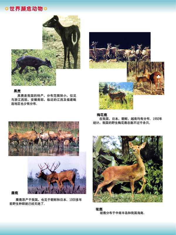 世界瀕危動物
