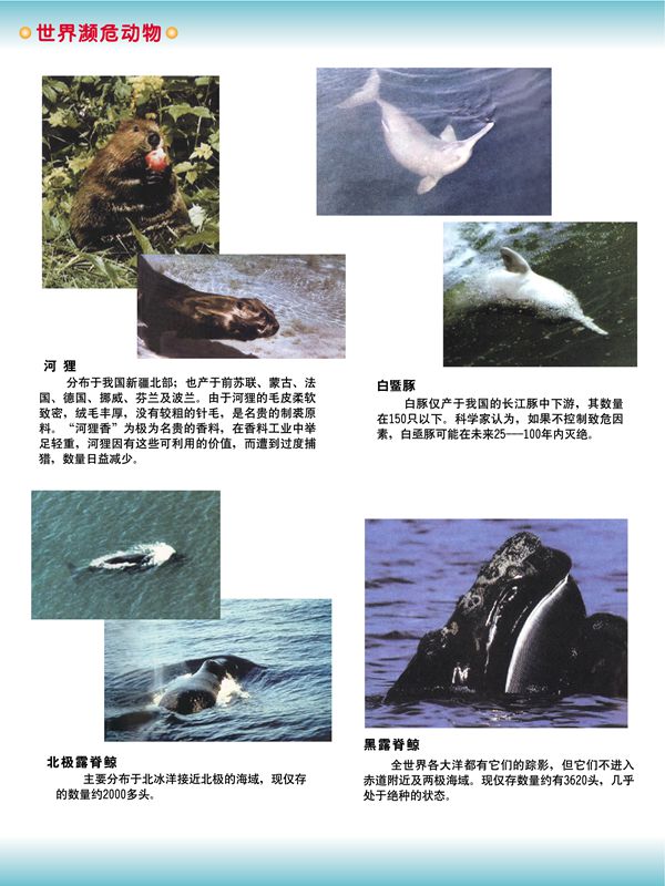 世界瀕危動物
