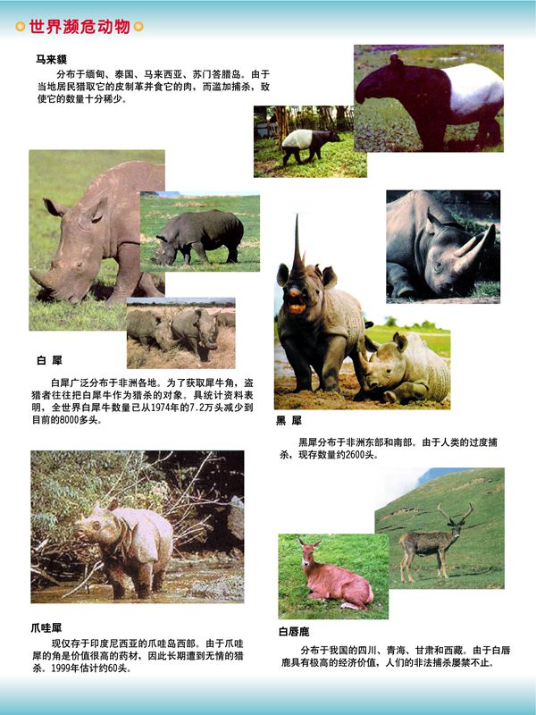 世界瀕危動物