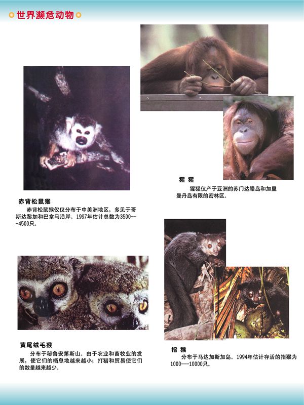 世界瀕危動物