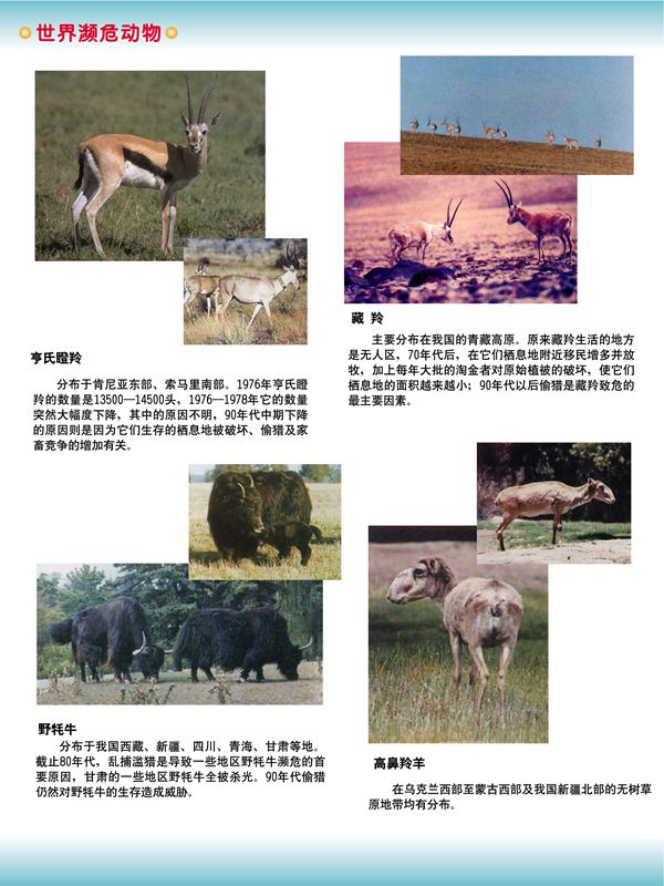 世界瀕危動物