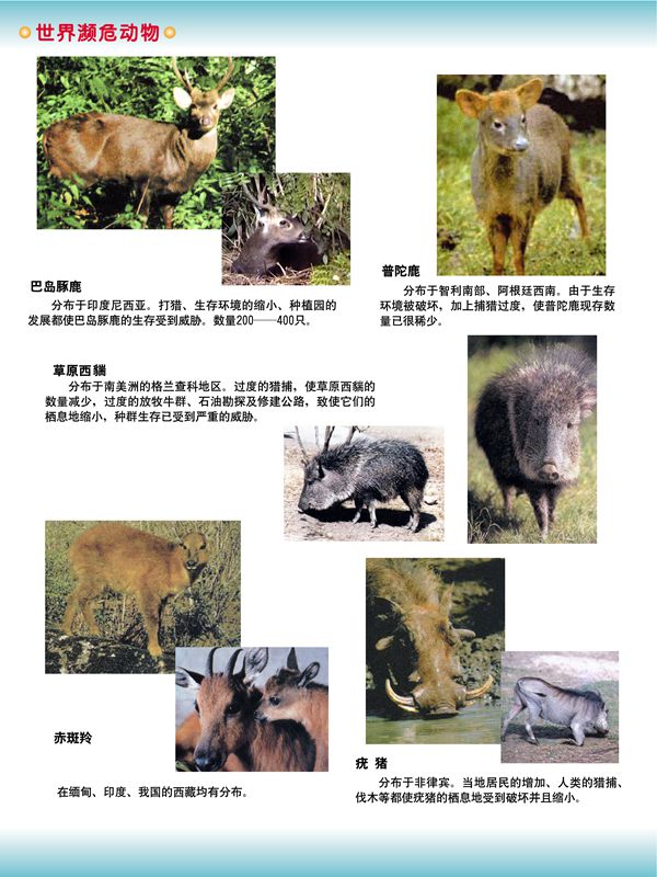 世界瀕危動物