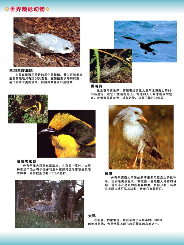 世界瀕危動(dòng)物