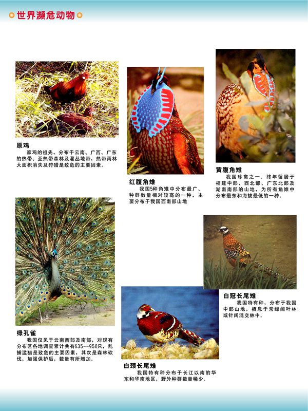世界瀕危動(dòng)物