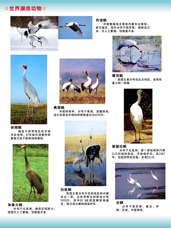 世界瀕危動(dòng)物