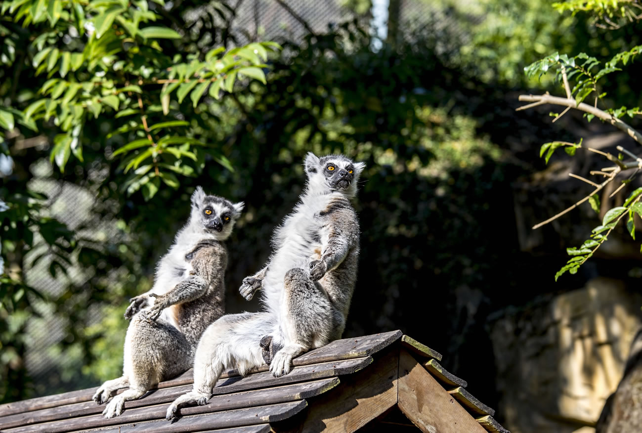 動(dòng)物園分館