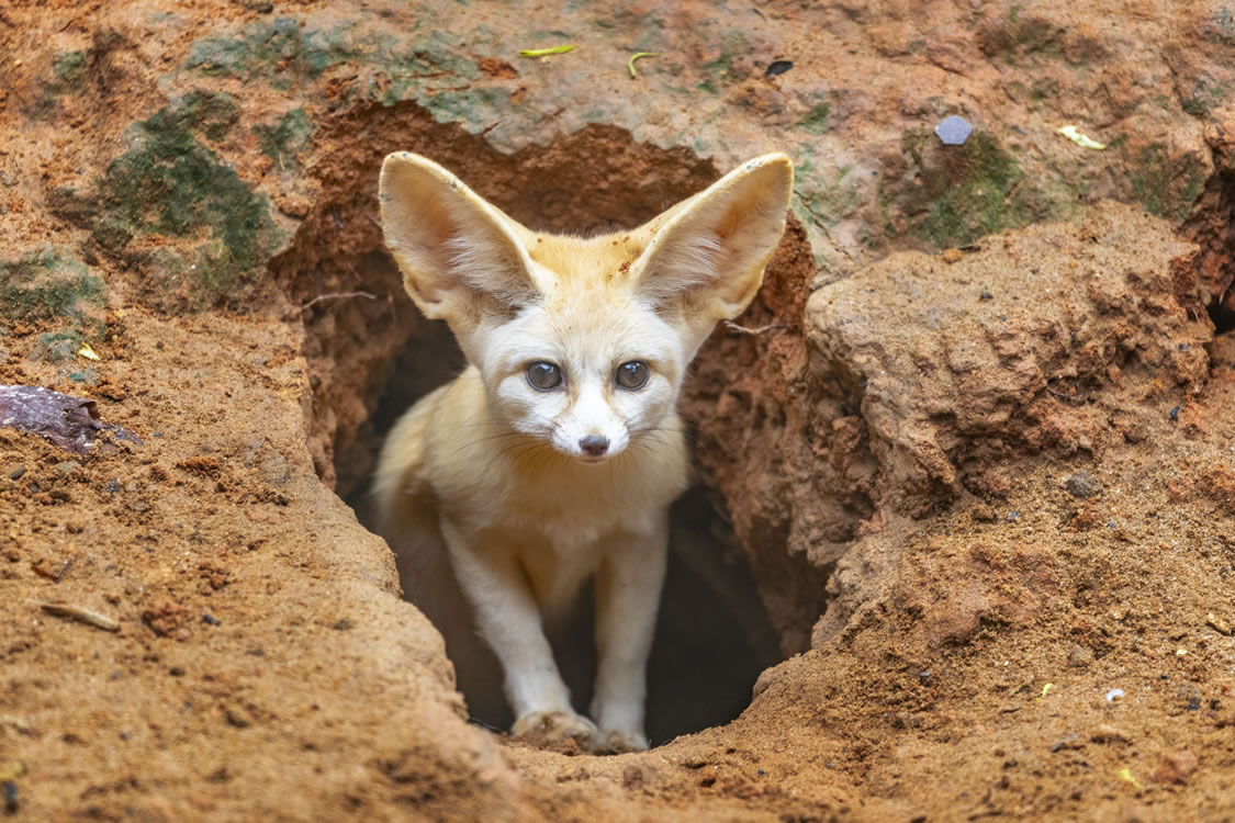 動(dòng)物園分館